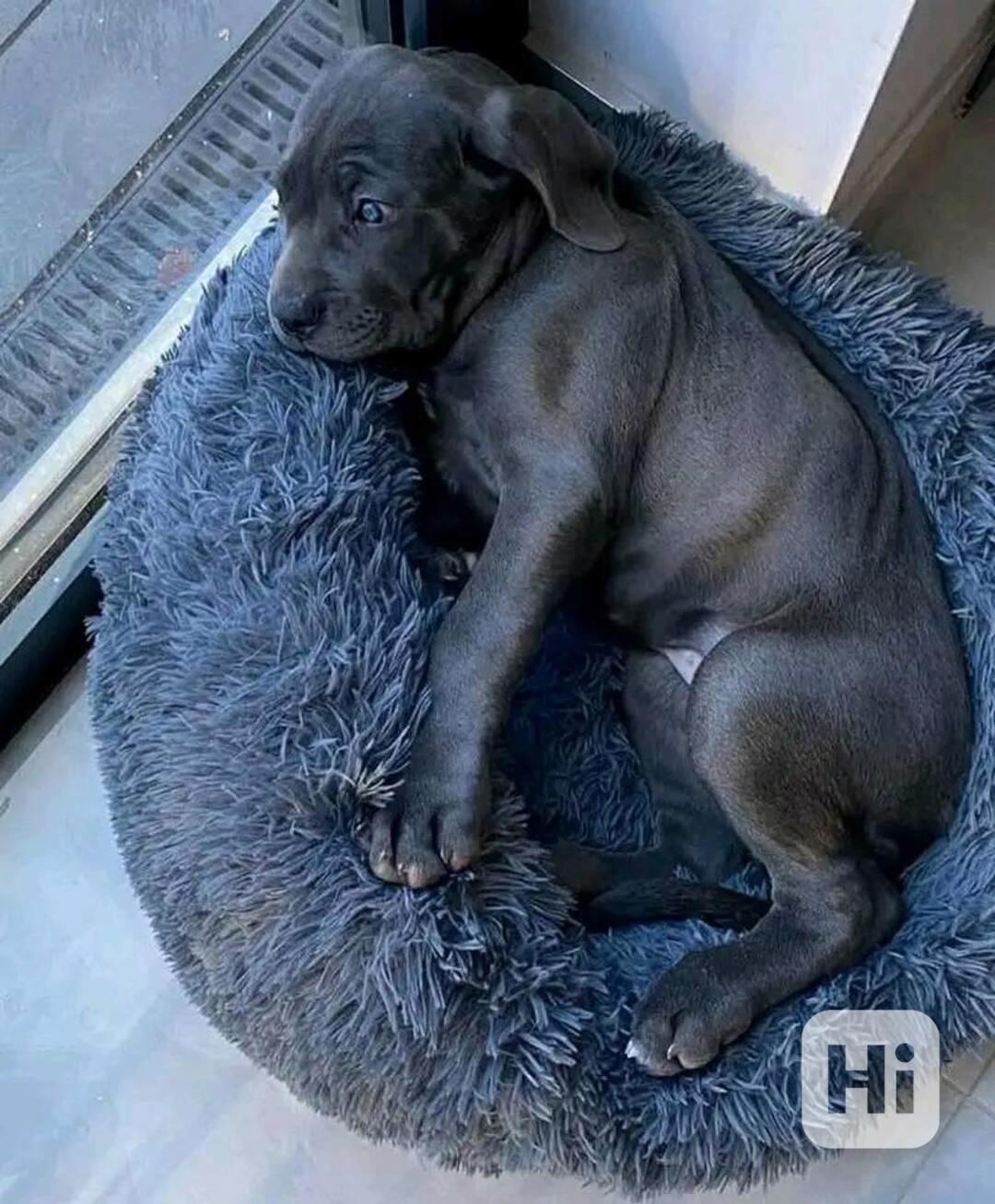 Pes a fena cane corso s modrýma očima - foto 1
