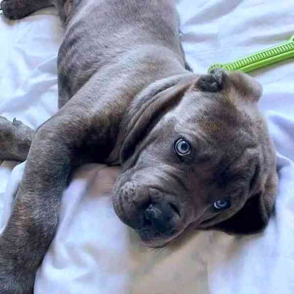 Pes a fena cane corso s modrýma očima - foto 2