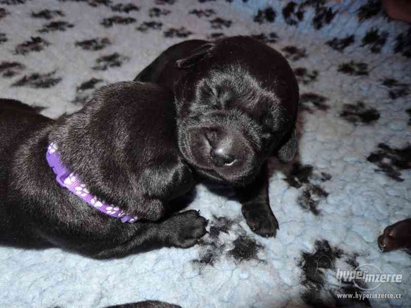 Černá štěňátka labradora s PP - foto 2