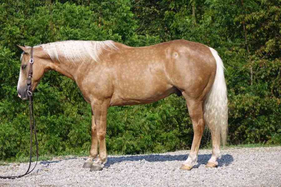 Horses for sale bazar Hyperinzerce.cz