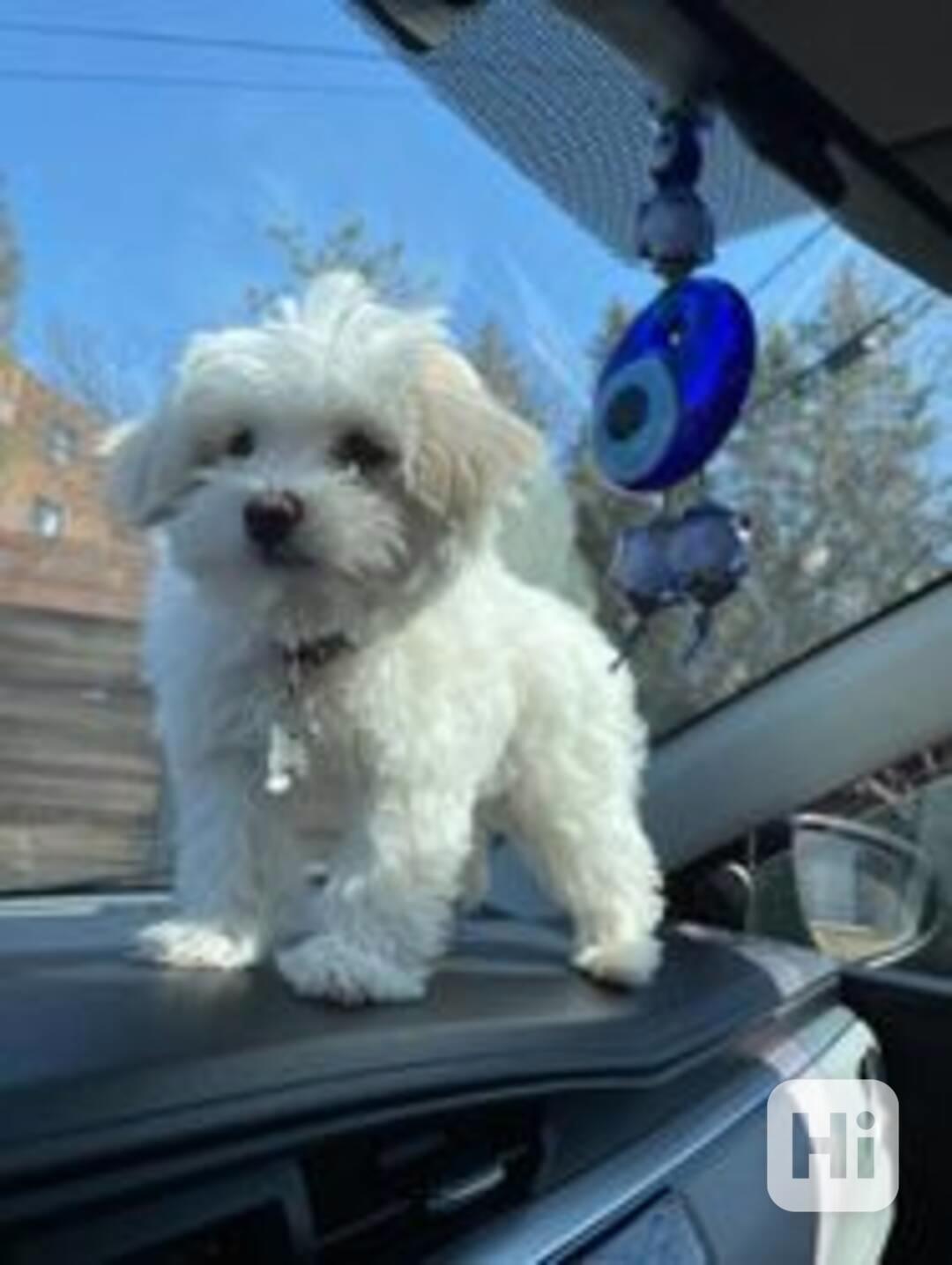 Rozkošná štěňata maltézského ovčáka - foto 1