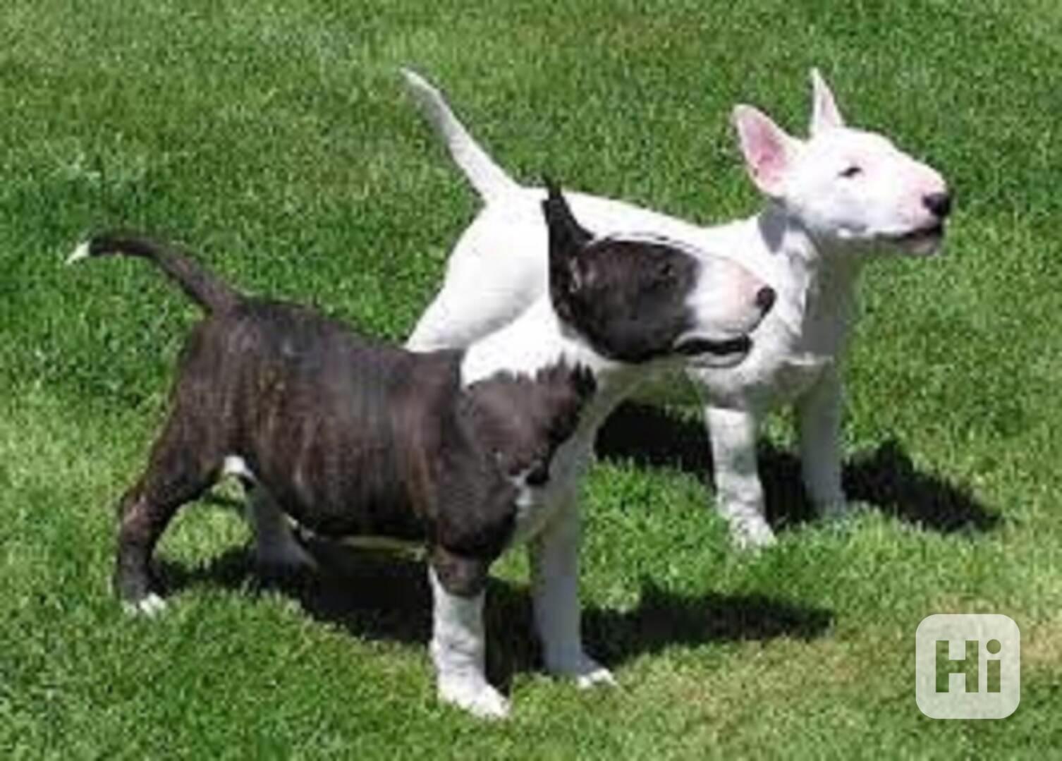 Úžasná štěňata bulteriérů k dispozici Máme k dispozici krásn - foto 1