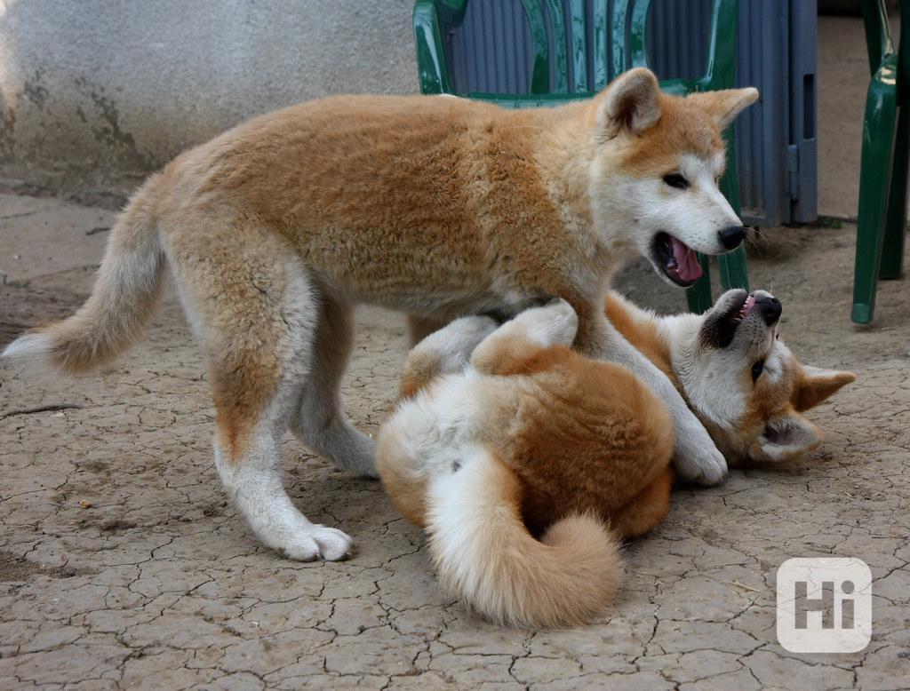 Čistokrevná a standardní americká akita inu štěňata S pěknou - foto 1