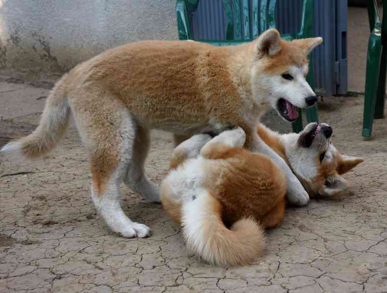 Čistokrevná a standardní americká akita inu štěňata S pěknou - foto 1