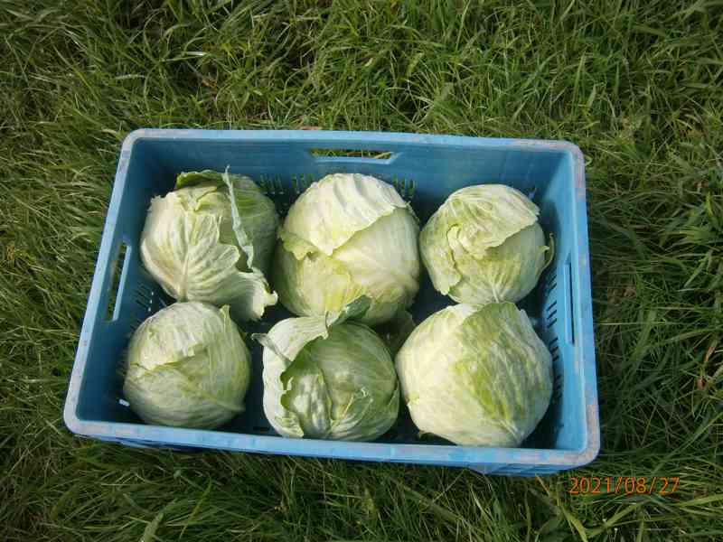Zelí na krouhání - foto 2