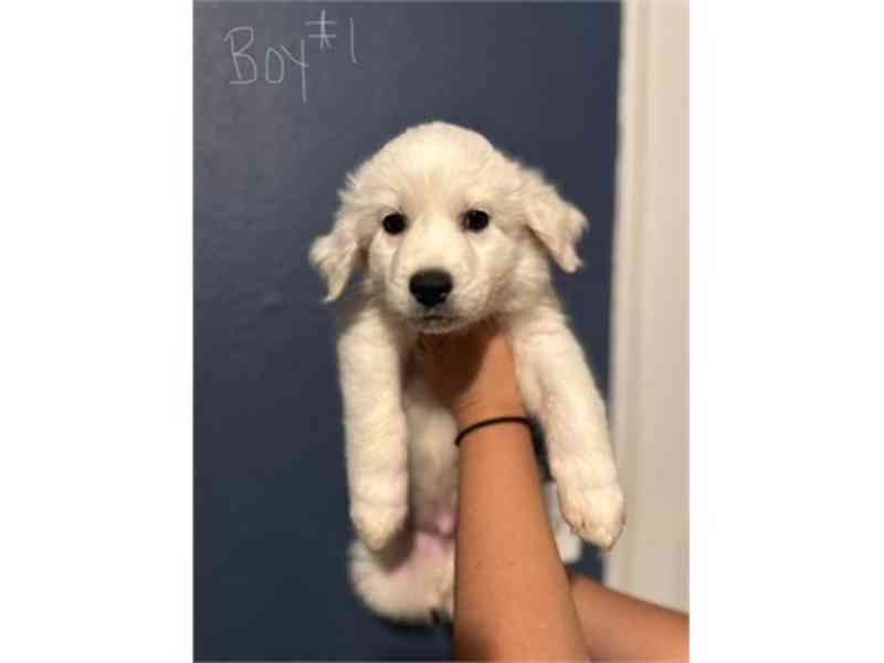 Great Pyrenees Puppies