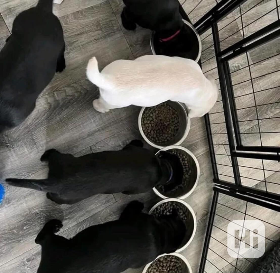Krásná štěňata labradora - foto 1