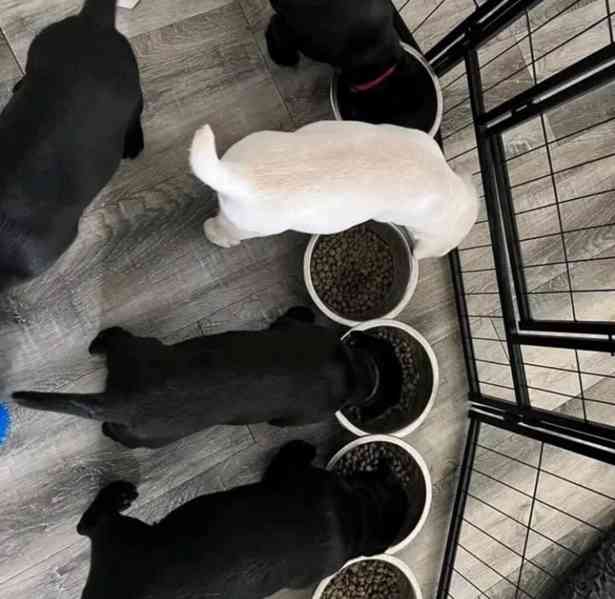 Krásná štěňata labradora - foto 1