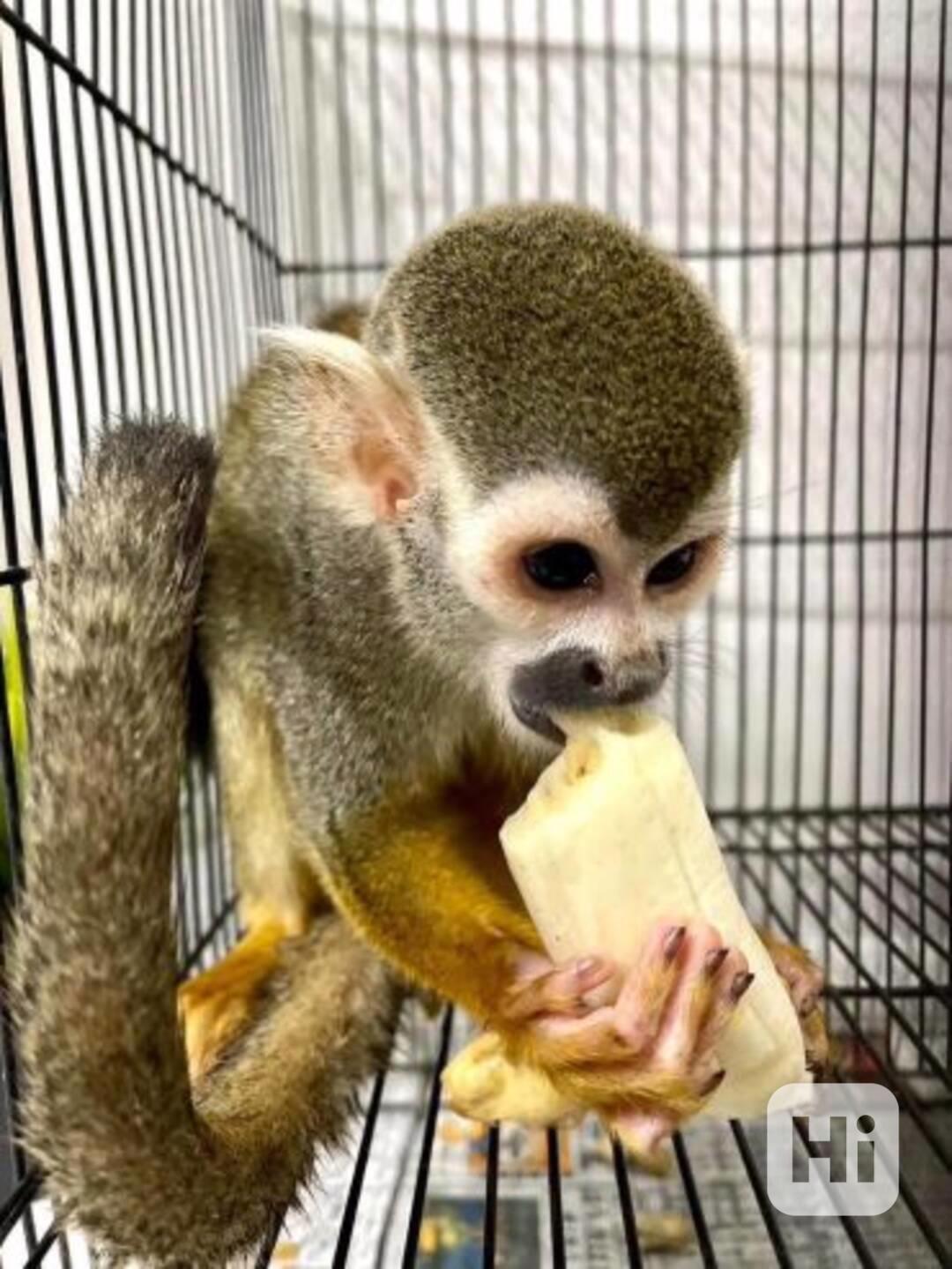 Středně velké veverčí opice - foto 1