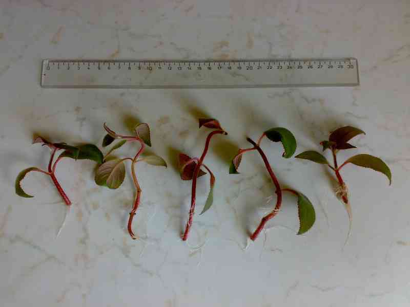 Kohlerie - Kohleria eriantha - zakořeněné řízky - foto 2