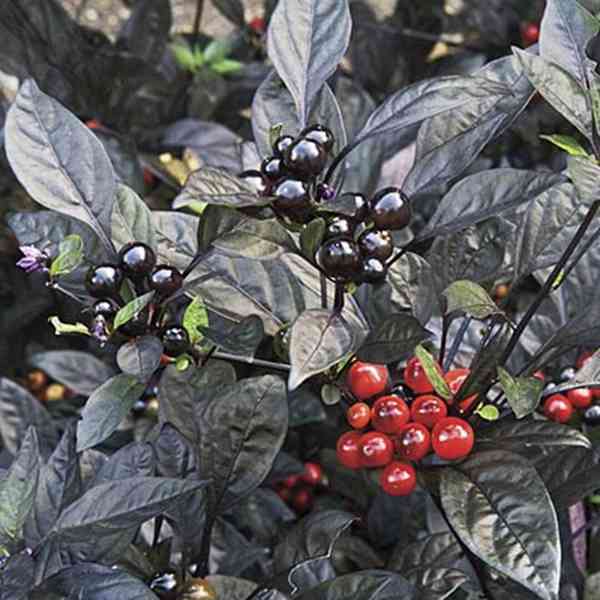 chilli Black Pearl - foto 1