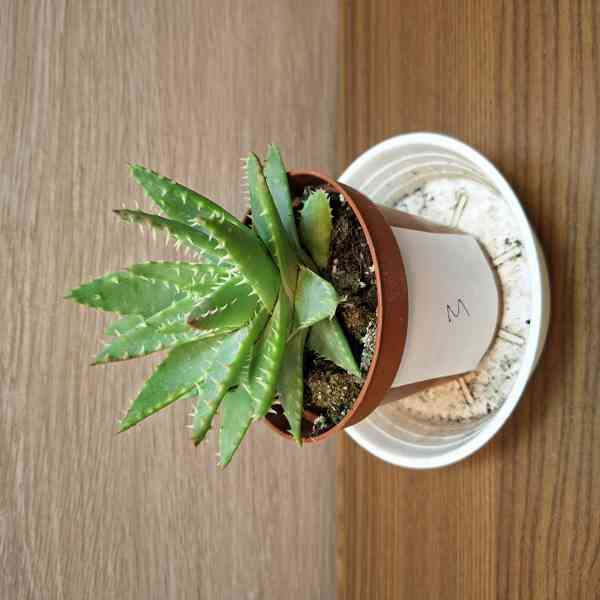 Aloe Brevifolia - foto 3