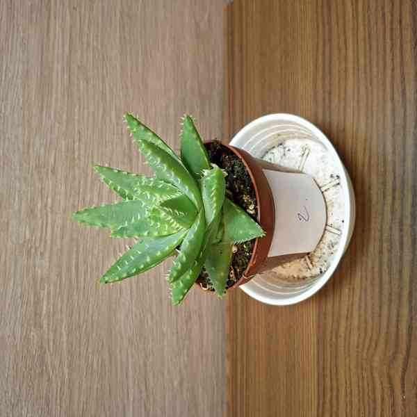 Aloe Brevifolia - foto 2