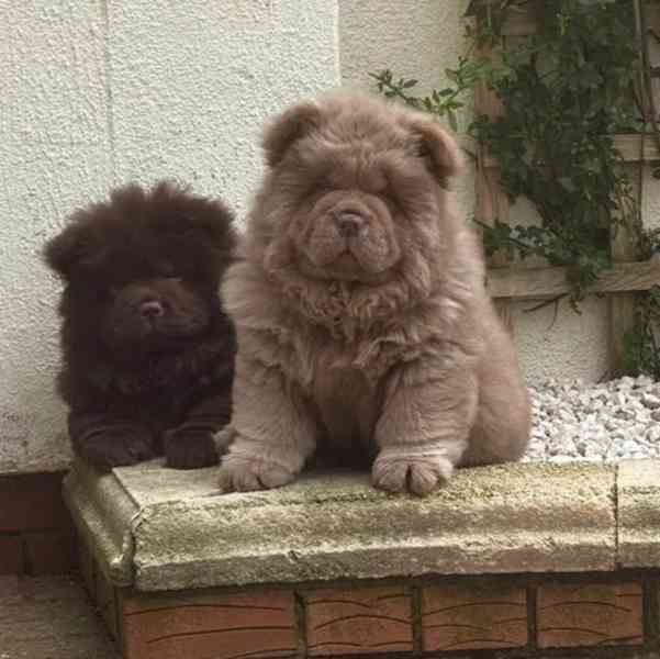 Chow Chow Vynikající kvalitní čokoládová princezna 💗 - foto 2