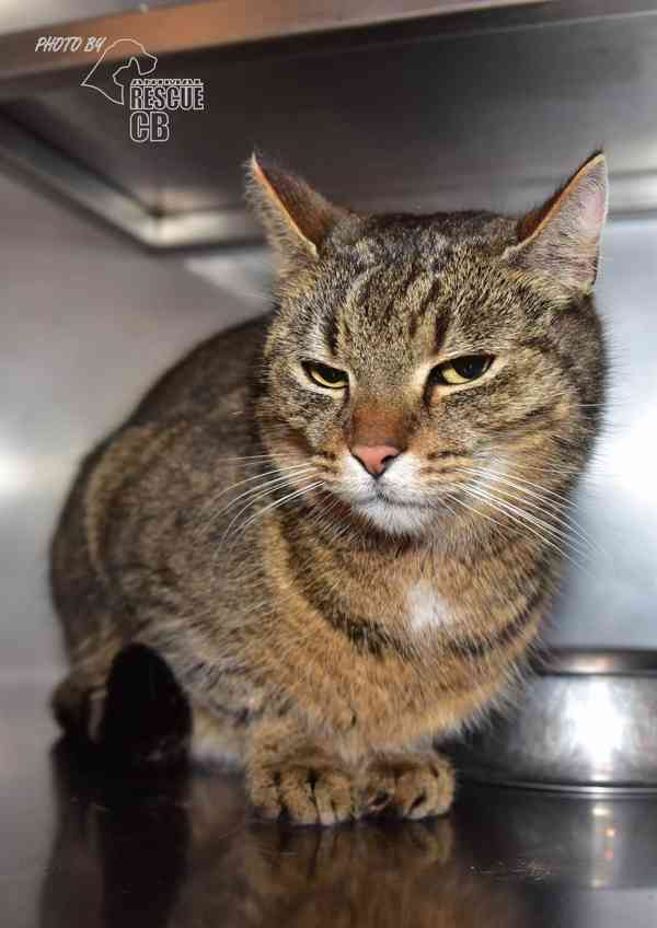 Darujeme nalezenou kočičku - foto 2