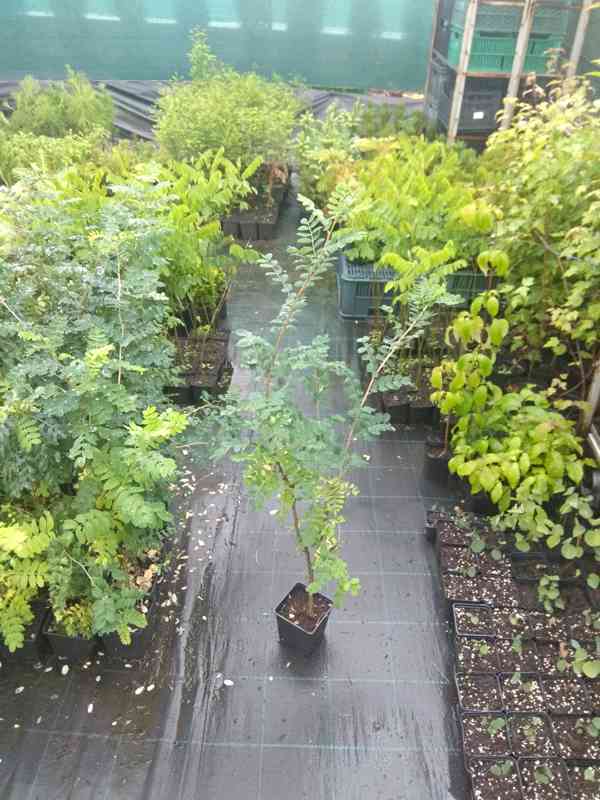 Čimišník stromovitý (Caragana arborescens) 30-50cm - foto 5