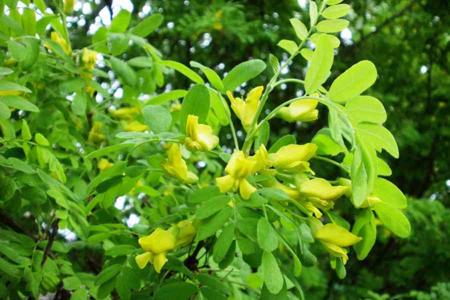 Čimišník stromovitý (Caragana arborescens) 30-50cm - foto 1