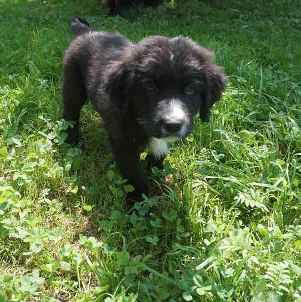 štěně Labrador černý - foto 3