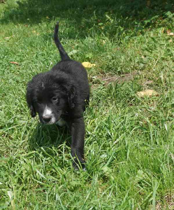 štěně Labrador černý - foto 4