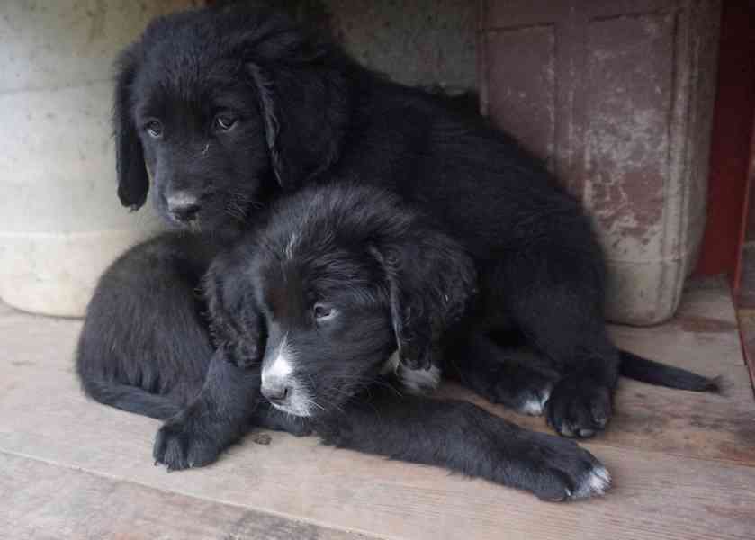 štěně Labrador černý - foto 1