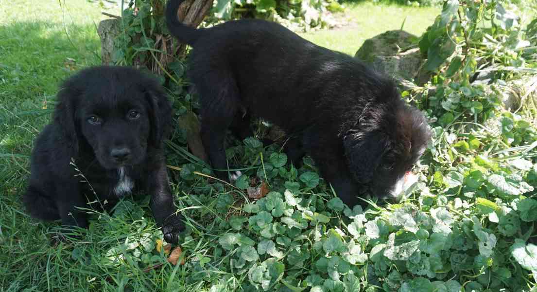 štěně Labrador černý - foto 2