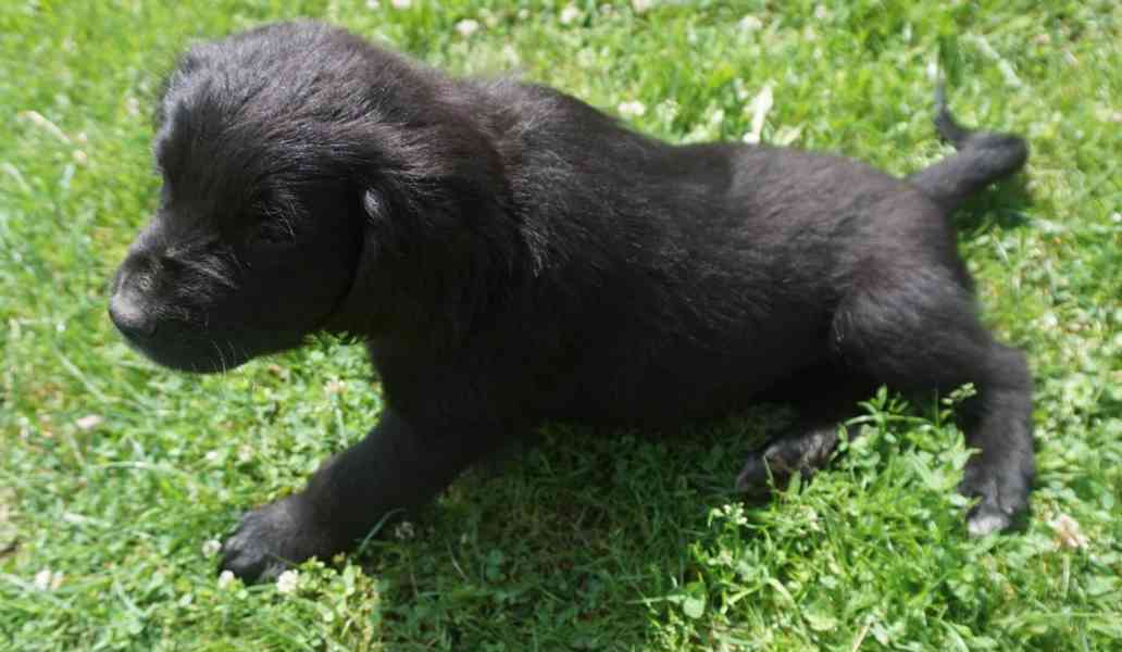 štěně Labrador černý - foto 5