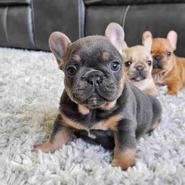 Štěňata francouzského buldočka k adopci - foto 1