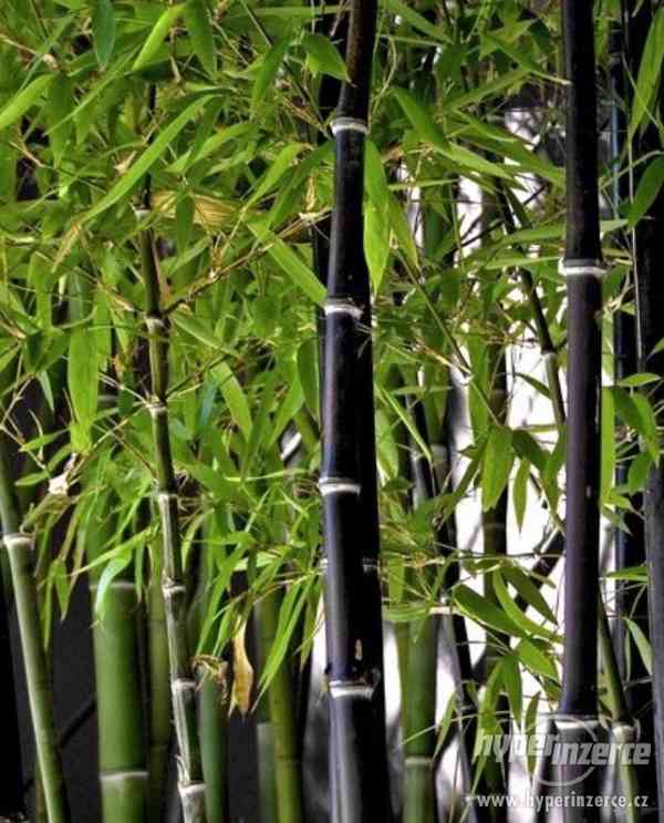 Bambus černý (Phyllostachys Nigra) - semena 10 ks - foto 1