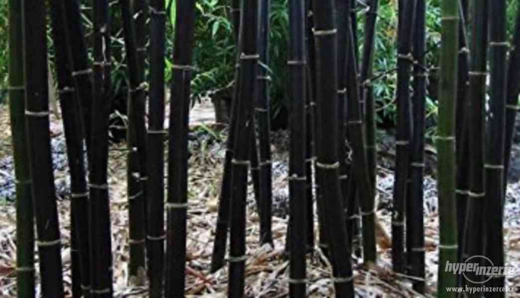 Bambus černý (Phyllostachys Nigra) - semena 10 ks - foto 2