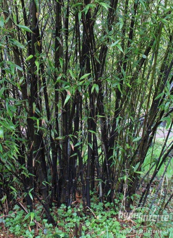 Bambus černý (Phyllostachys Nigra) - semena 10 ks - foto 3