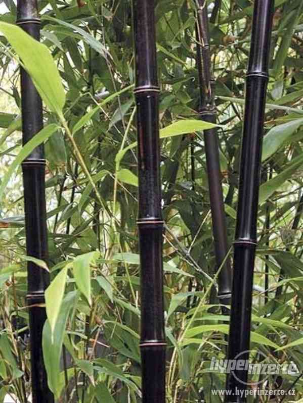 Bambus černý (Phyllostachys Nigra) - semena 10 ks - foto 4