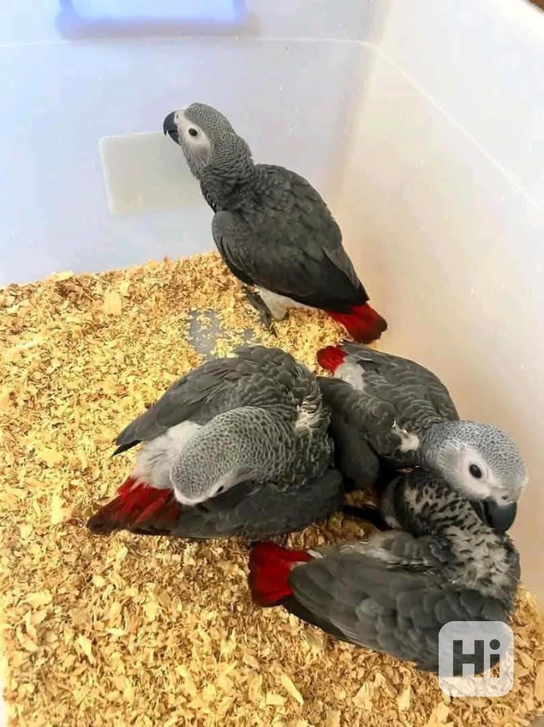 Mluvící afričtí šedí papoušci - foto 1