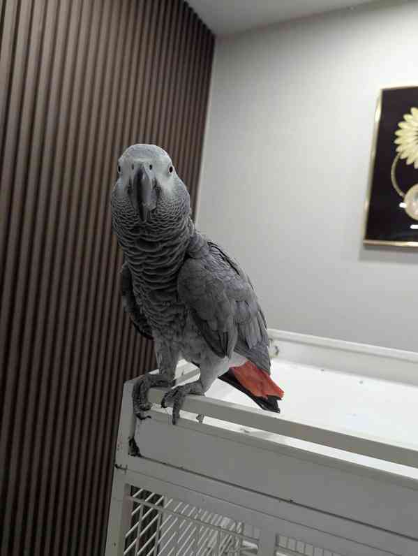 Mluvící afričtí šedí papoušci - foto 2