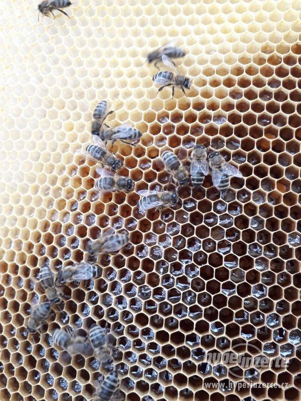Včelí oddělky 39x24 k odběru - foto 1