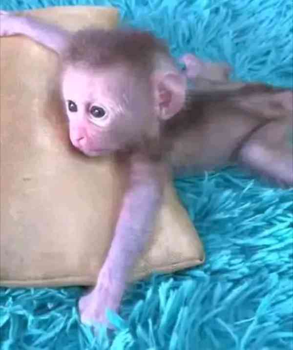  Kapucínské opice hledají trvalý domov - foto 1