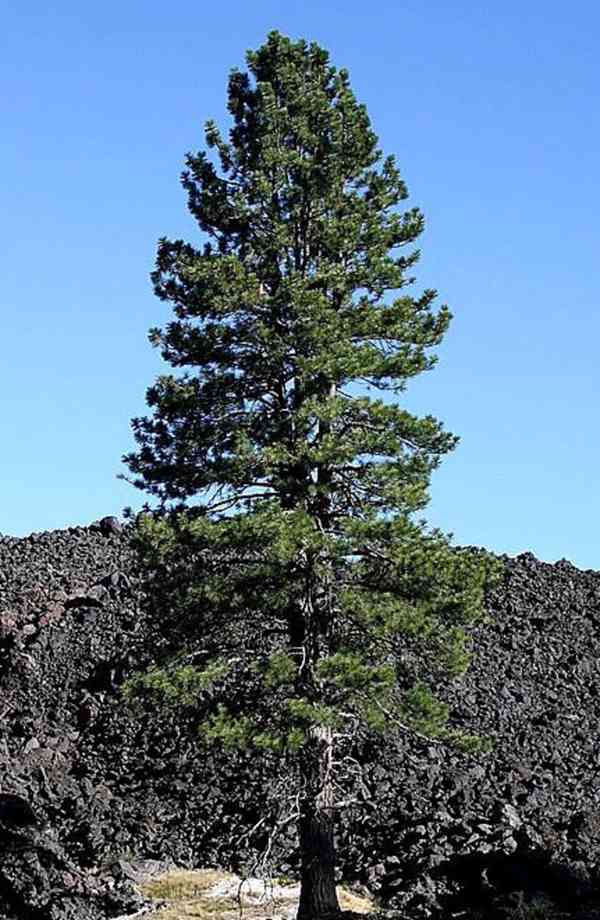 Sazenice Borovice Jeffreyova - Pinus Jeffreyi - foto 1