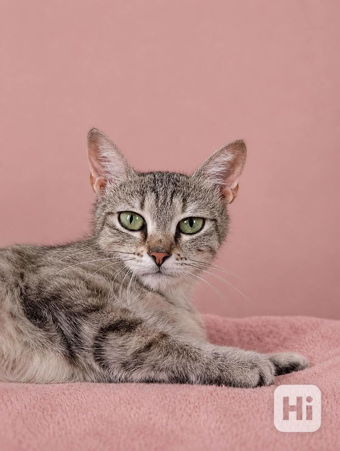 LUCY - kastrovaná kočička 1 rok  - foto 1