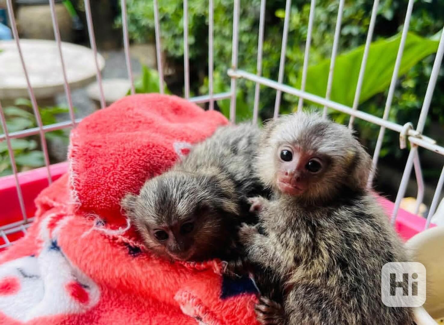 Opice kosman - foto 1