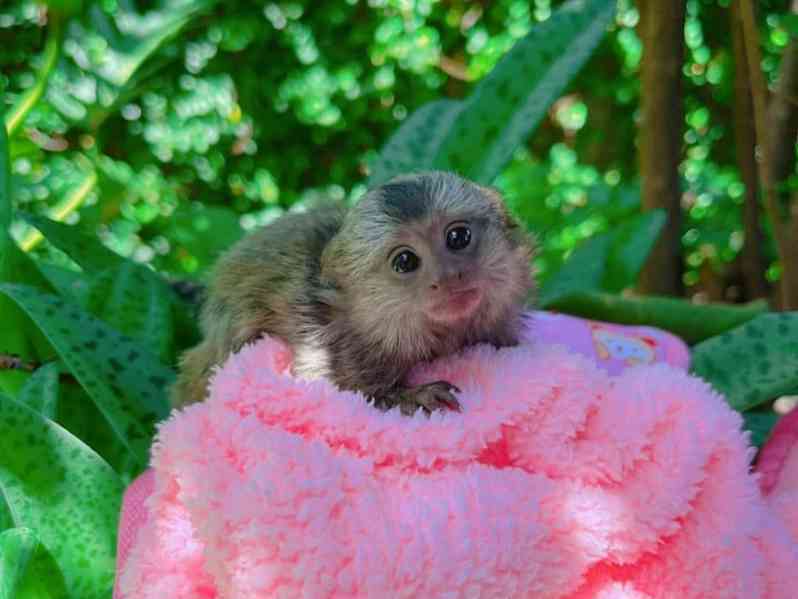 Opice kosman - foto 2