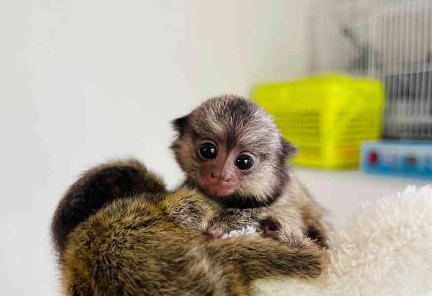 Opice kosman - foto 4