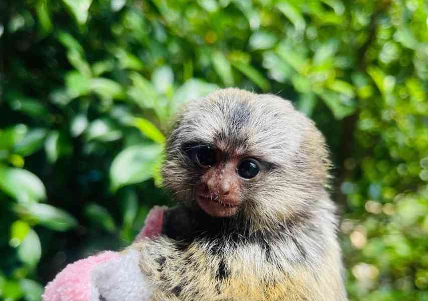 Opice kosman - foto 3