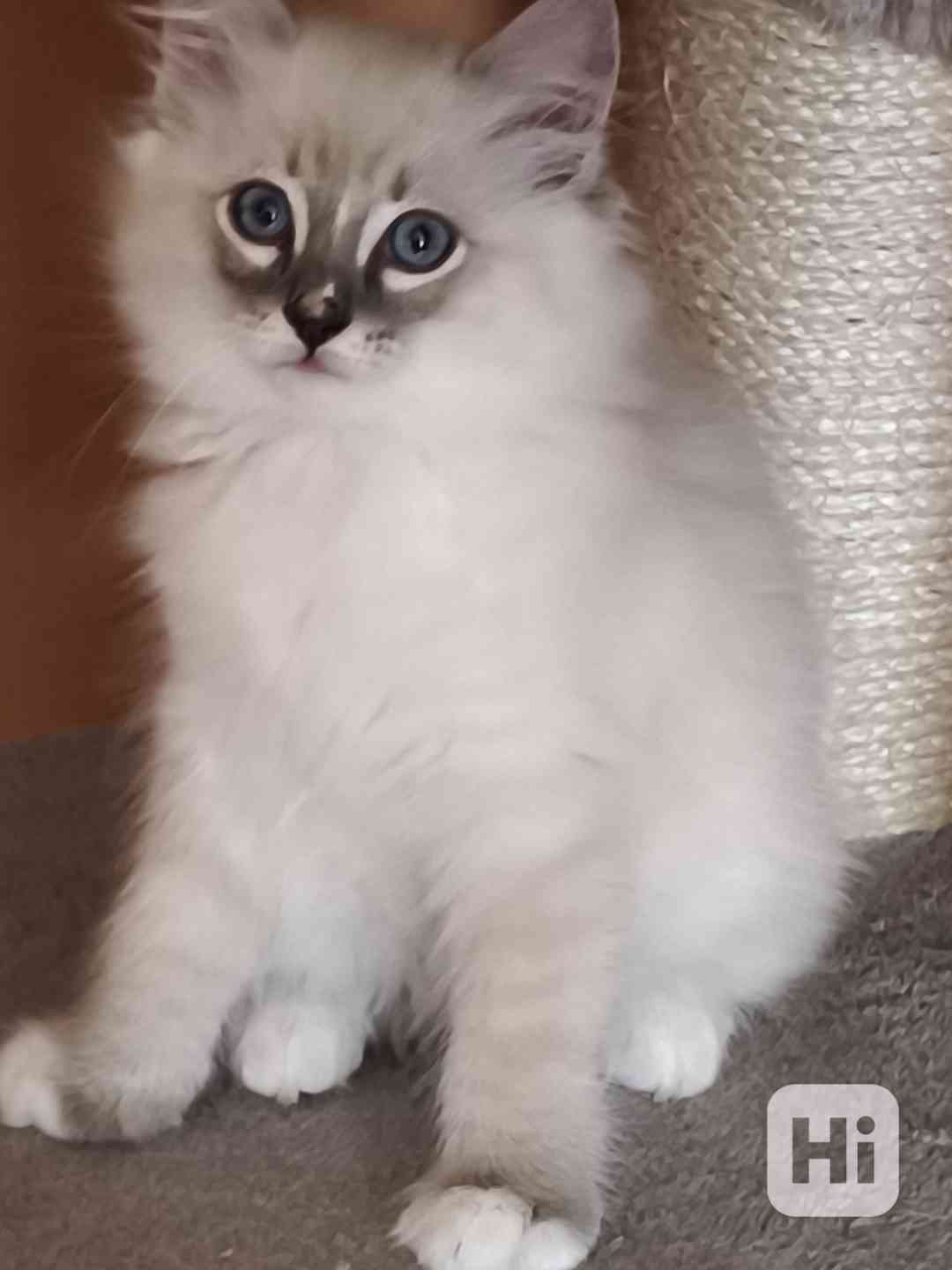 Ragdoll kocourek  - foto 1