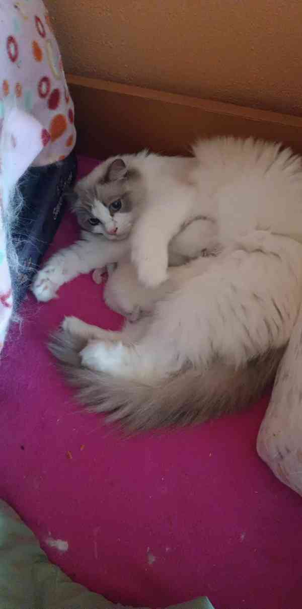 Ragdoll kocourek  - foto 8