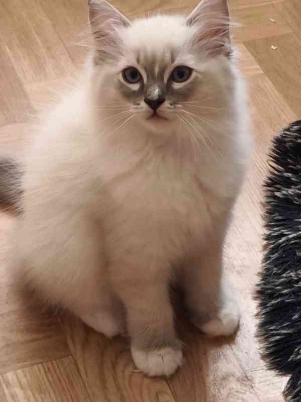 Ragdoll kocourek  - foto 2