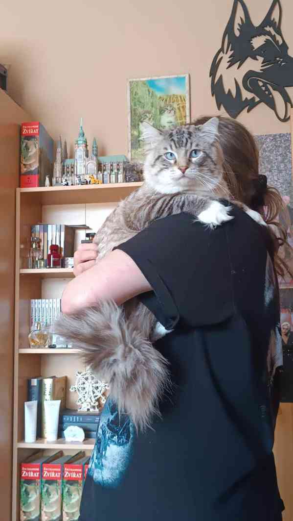Ragdoll kocourek  - foto 12