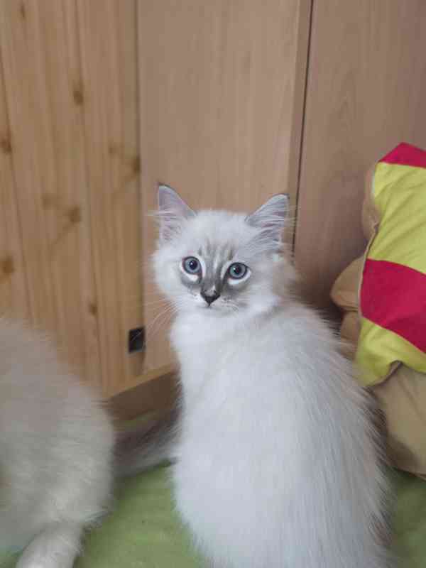 Ragdoll kocourek  - foto 4