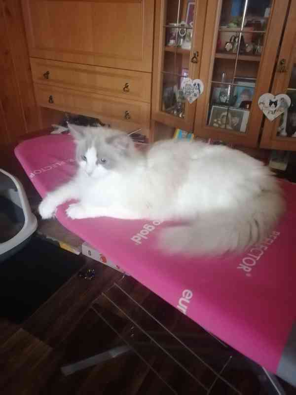 Ragdoll kocourek  - foto 10