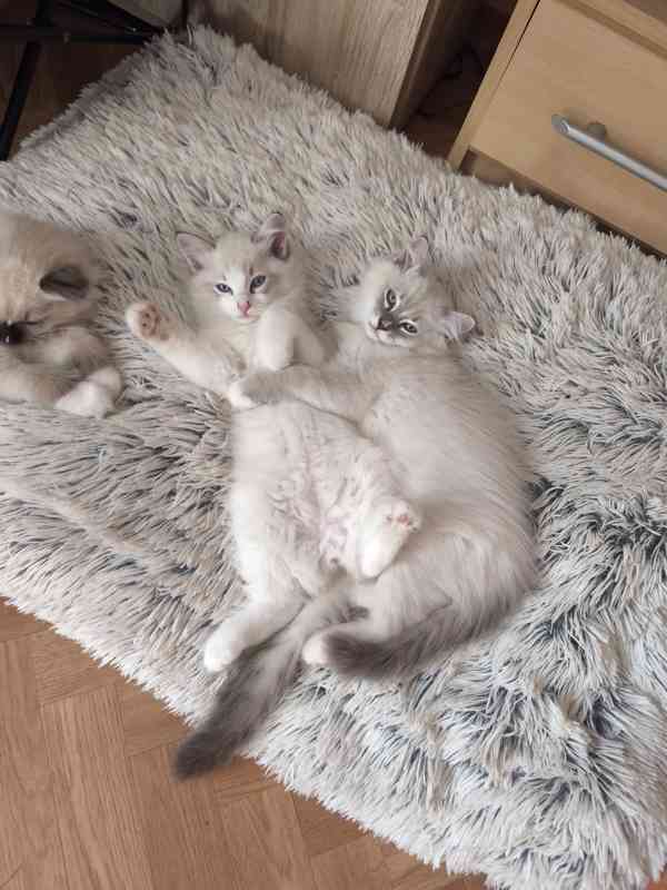 Ragdoll kocourek  - foto 3