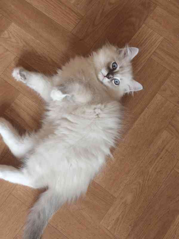 Ragdoll kocourek  - foto 7