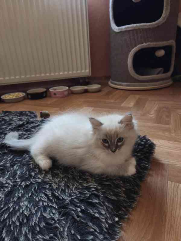 Ragdoll kocourek  - foto 5